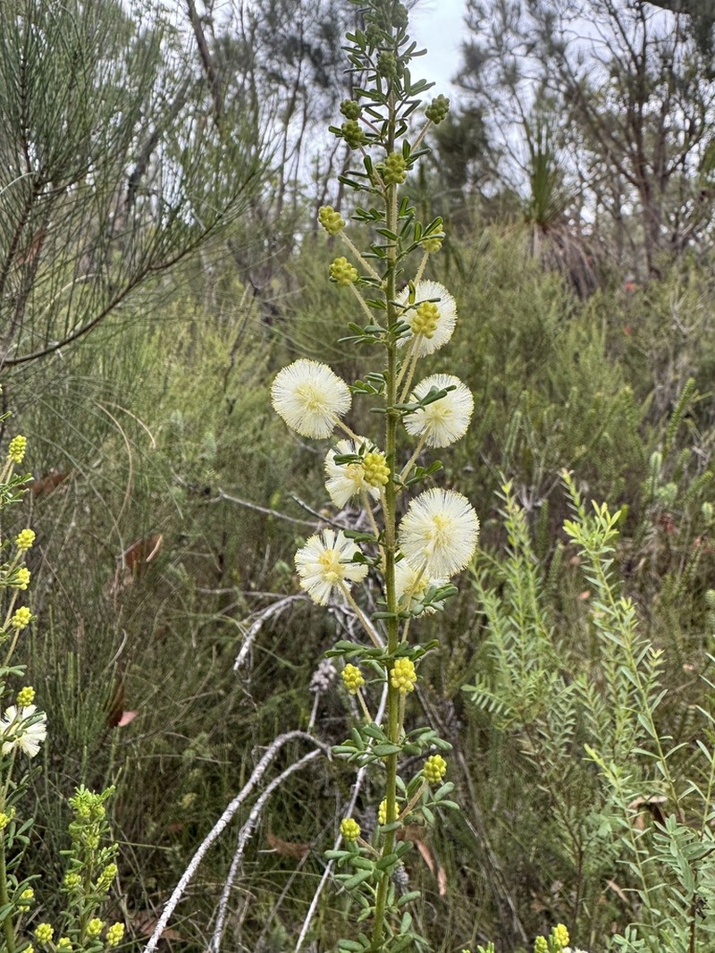 Acacia gilbertii photo 5