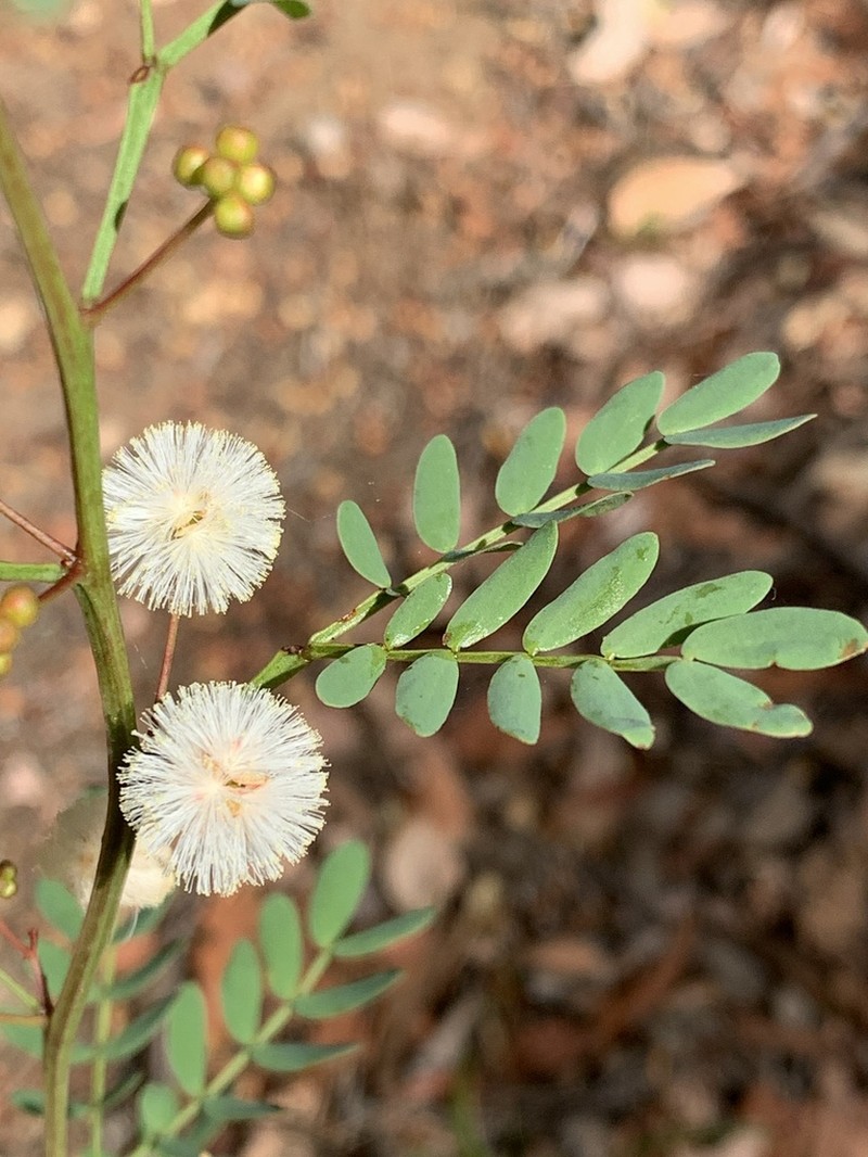 Acacia gilbertii photo 6