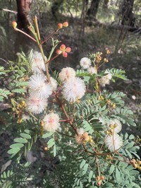 Acacia gilbertii