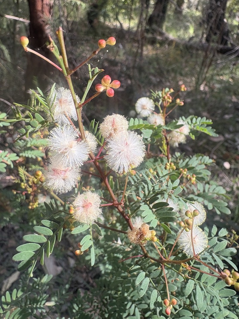 Acacia gilbertii