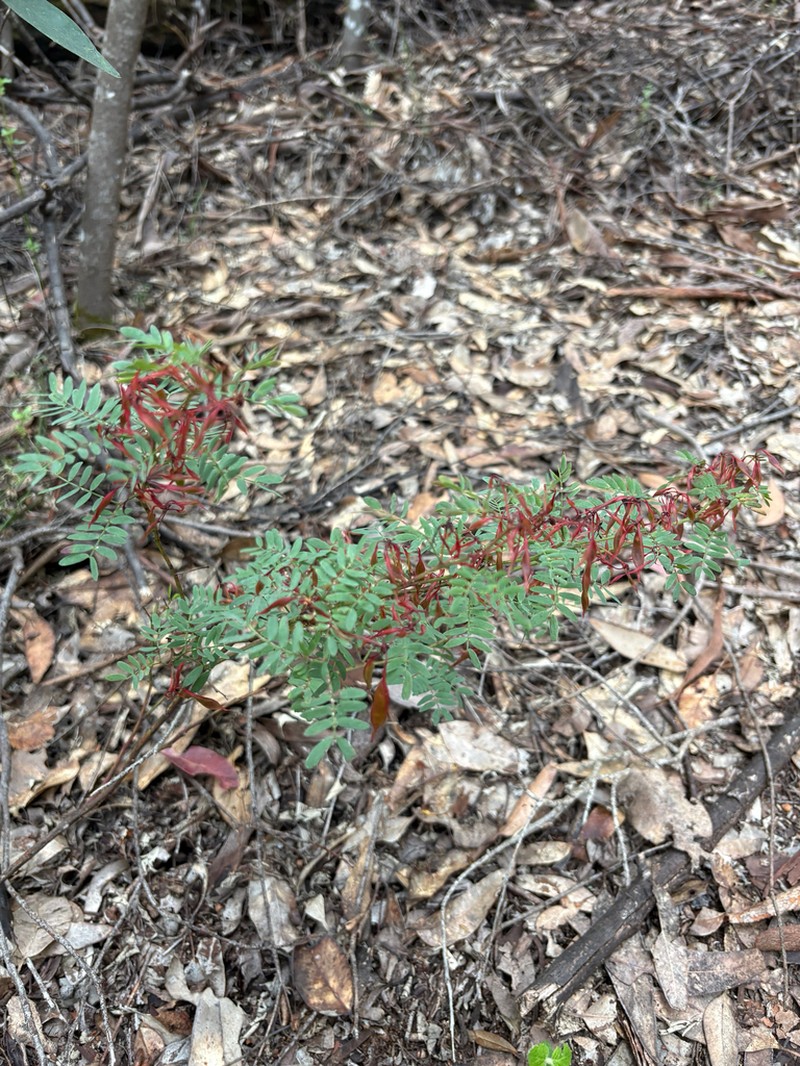 Acacia gilbertii photo 8