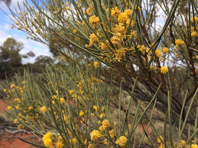 Acacia gilesiana photo 2
