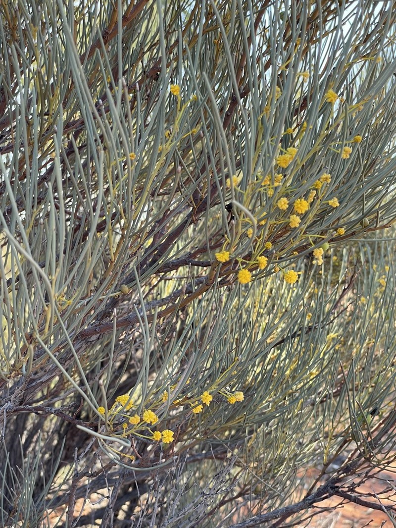 Acacia gilesiana photo 3
