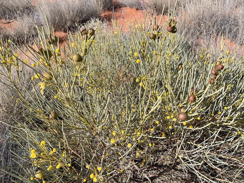 Acacia gilesiana photo 4