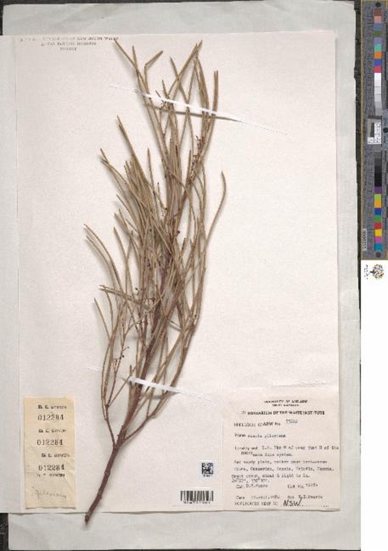 Acacia gilesiana photo 5