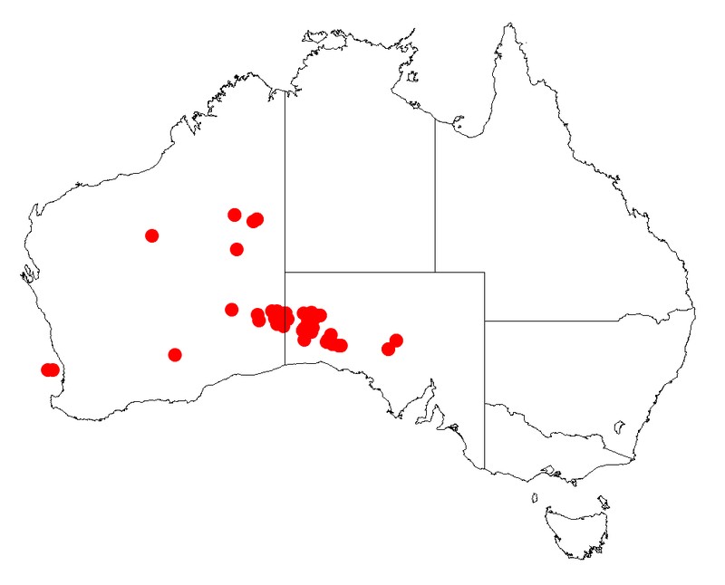 Acacia gilesiana