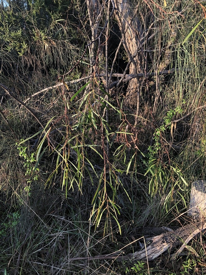Acacia gillii photo 7
