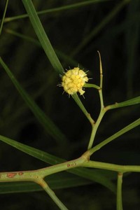 Acacia gillii