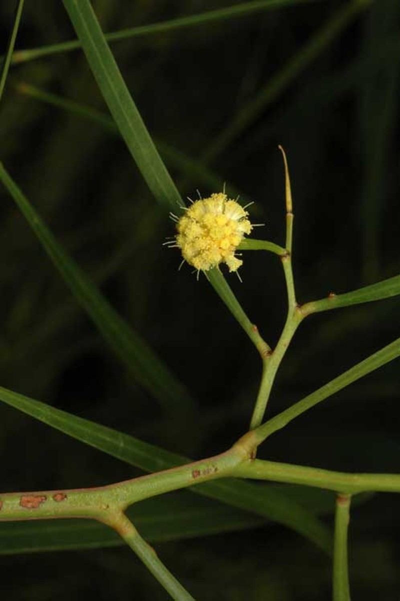 Acacia gillii