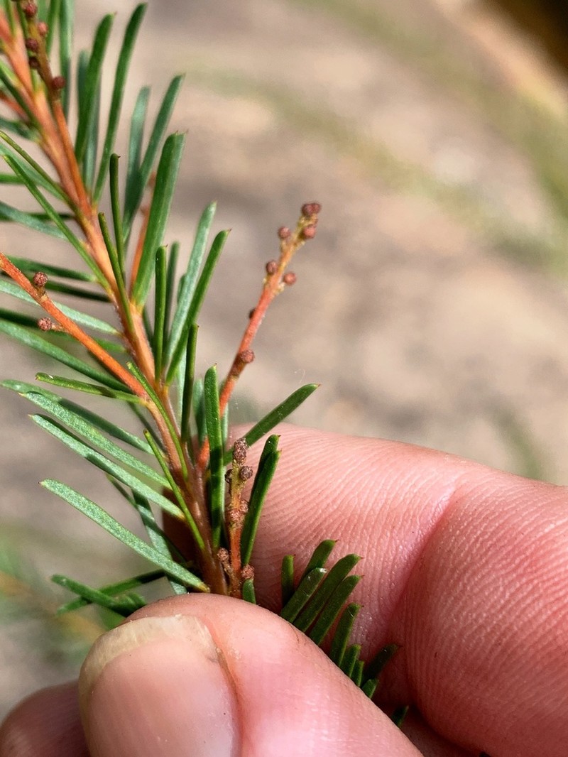 Acacia gittinsii photo 2