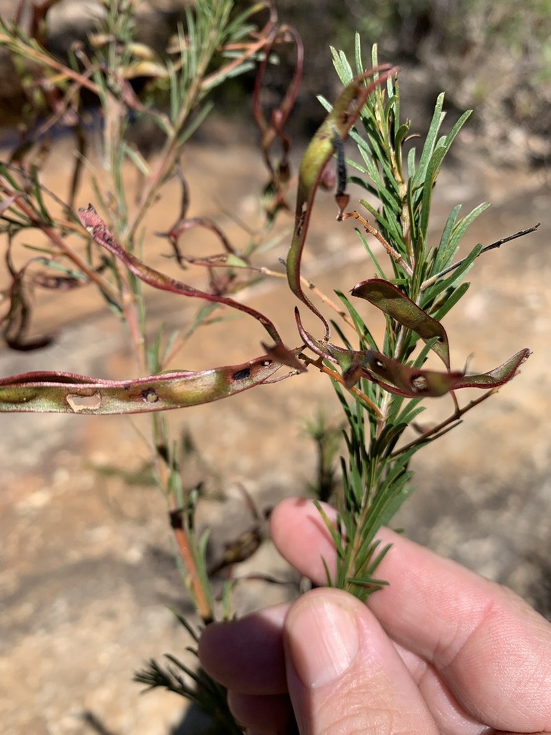 Acacia gittinsii photo 3