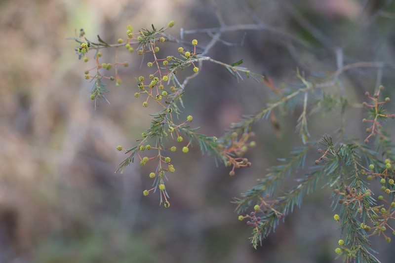 Acacia gittinsii photo 4