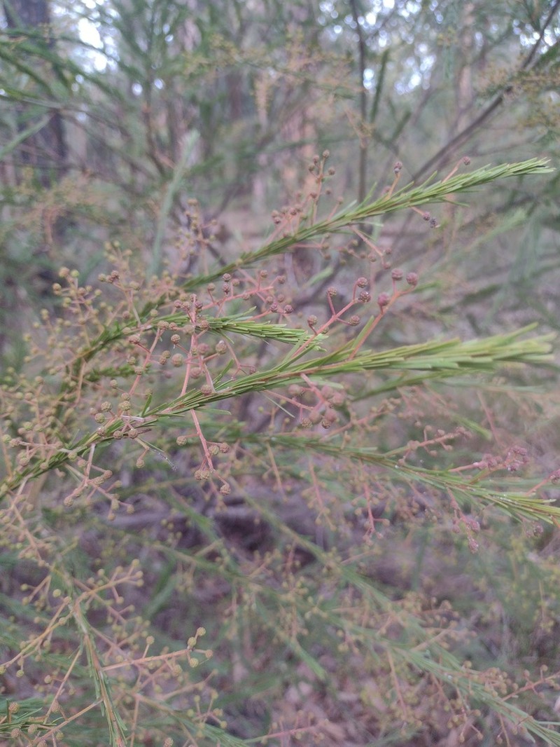Acacia gittinsii photo 5