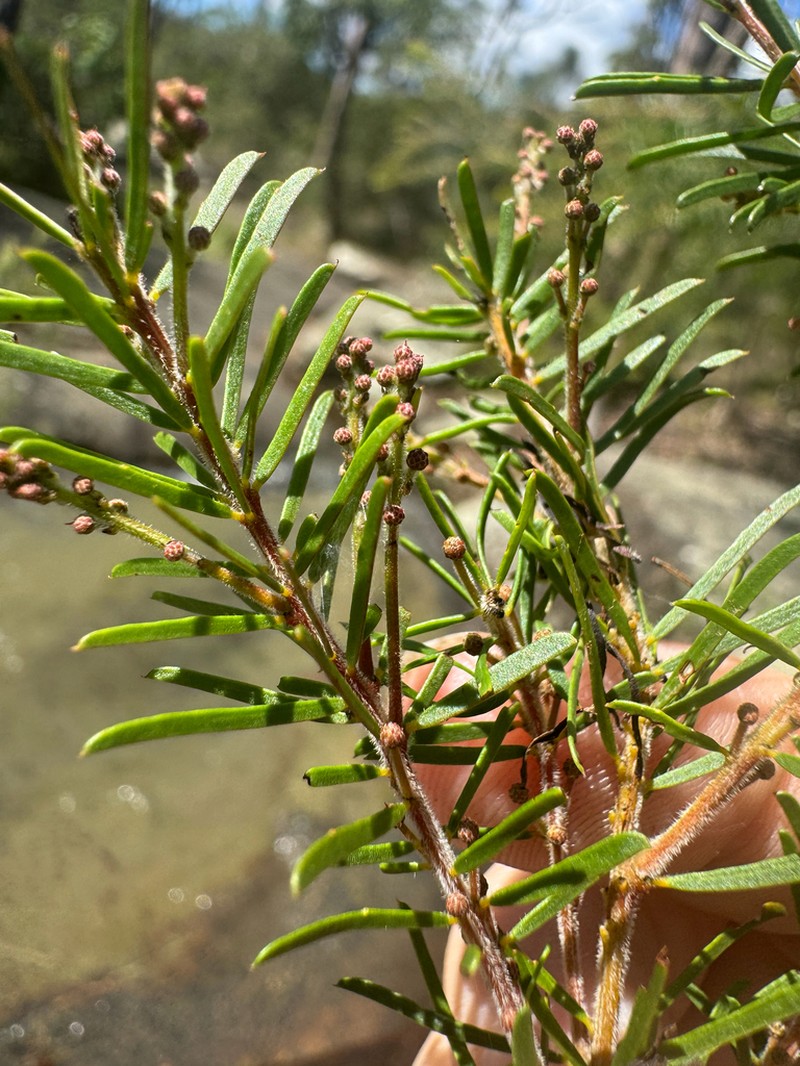Acacia gittinsii photo 6