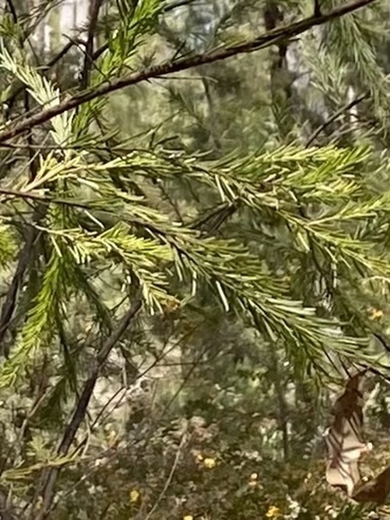 Acacia gittinsii photo 7