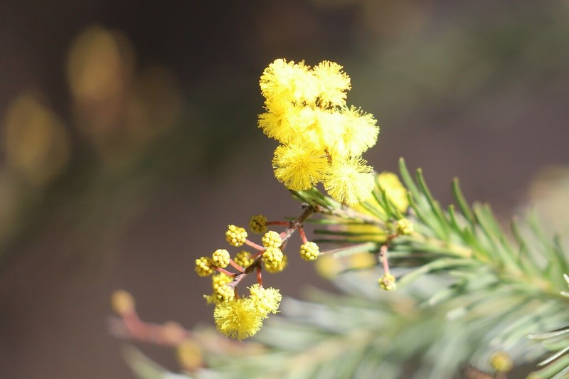Acacia gittinsii photo 8