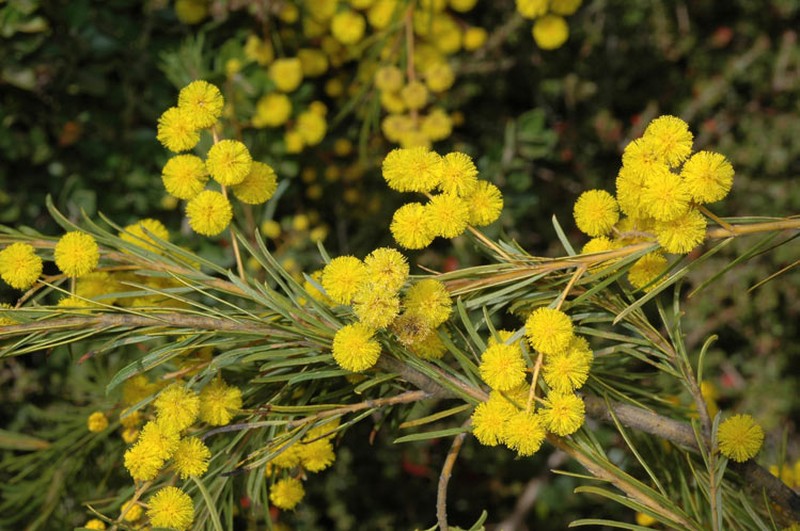 Acacia gittinsii