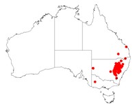 Acacia gladiiformis