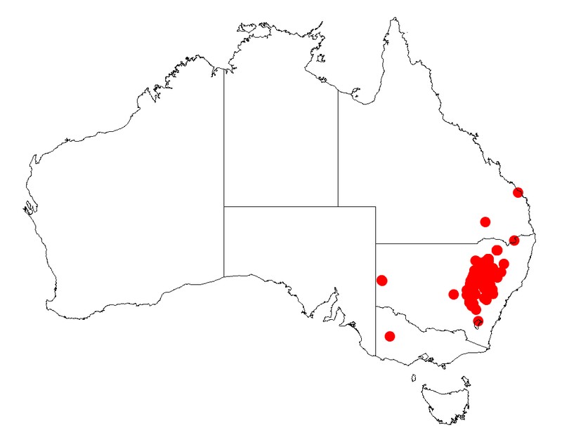 Acacia gladiiformis