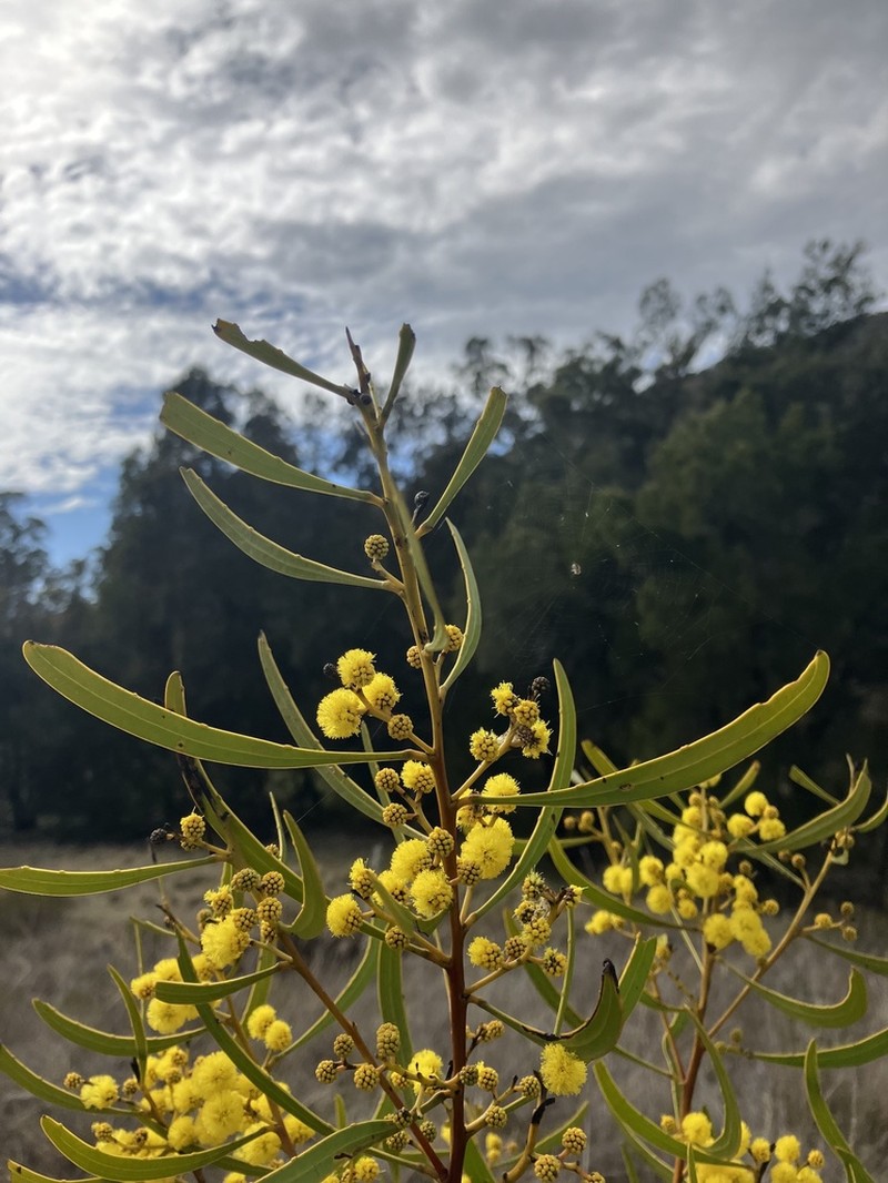 Acacia gladiiformis photo 2