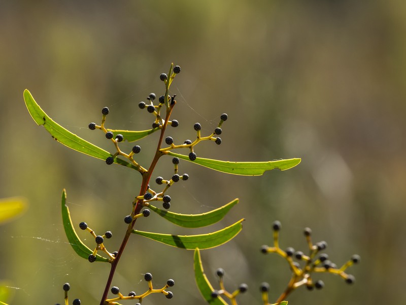 Acacia gladiiformis photo 3