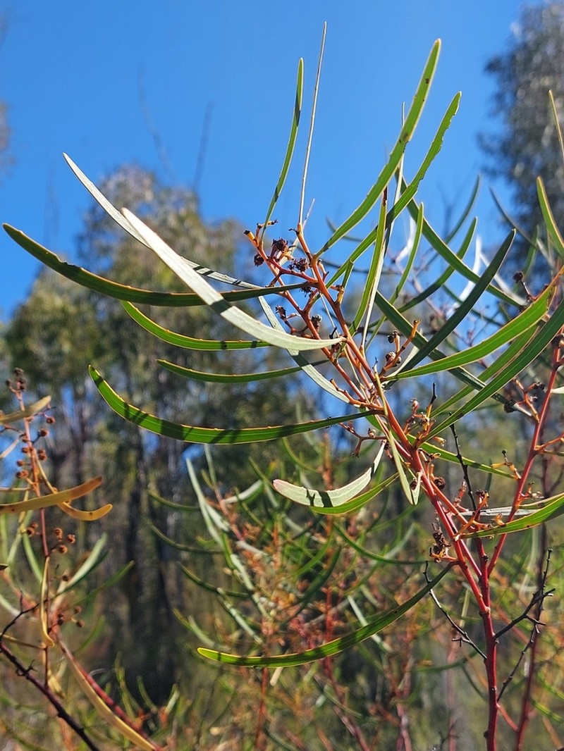 Acacia gladiiformis photo 4