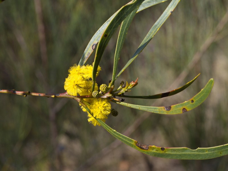 Acacia gladiiformis photo 5