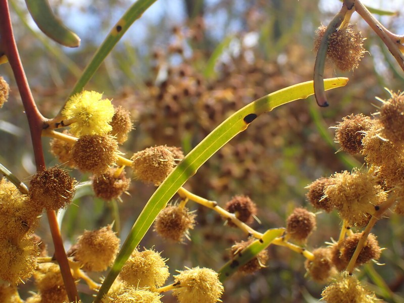 Acacia gladiiformis photo 6