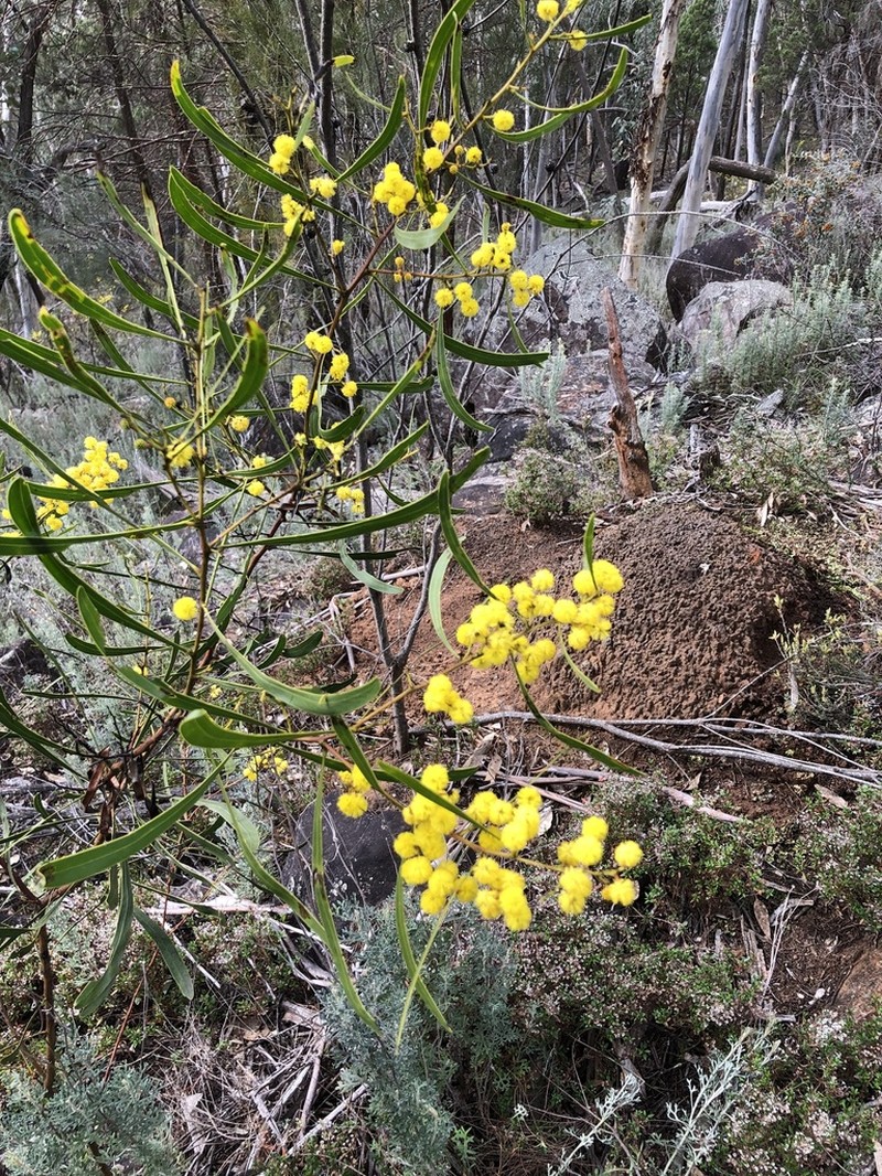 Acacia gladiiformis photo 7