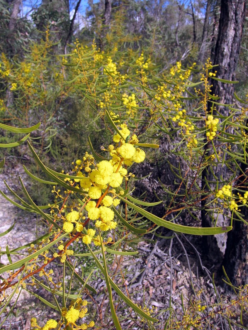 Acacia gladiiformis photo 8