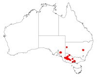 Acacia glandulicarpa