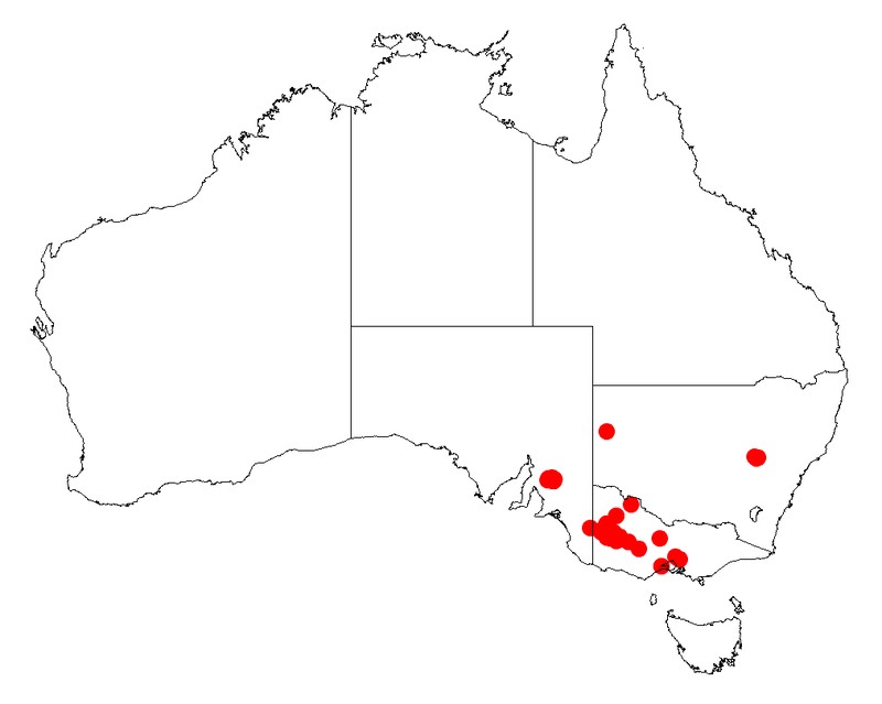 Acacia glandulicarpa