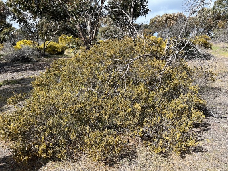 Acacia glandulicarpa photo 2
