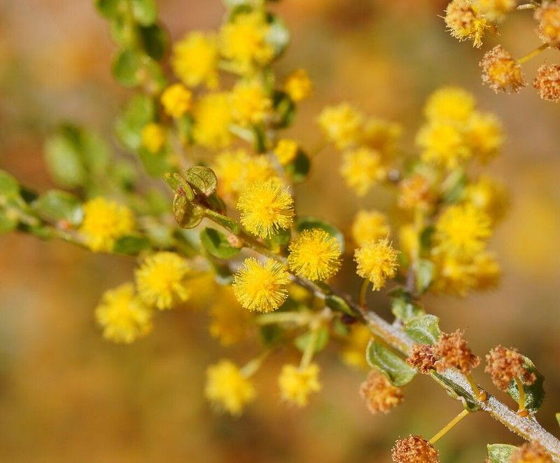 Acacia glandulicarpa photo 3