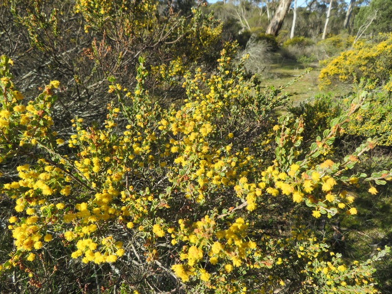 Acacia glandulicarpa photo 4