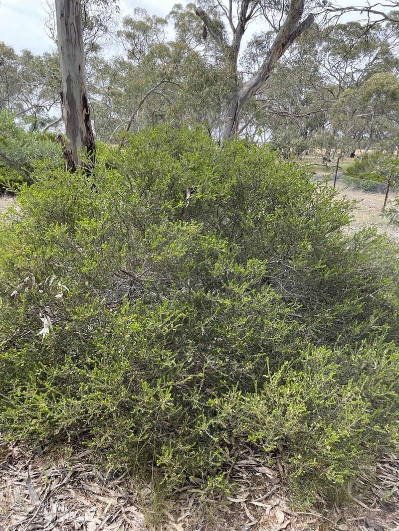 Acacia glandulicarpa photo 5