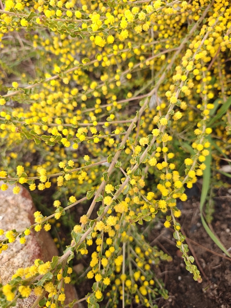 Acacia glandulicarpa photo 6