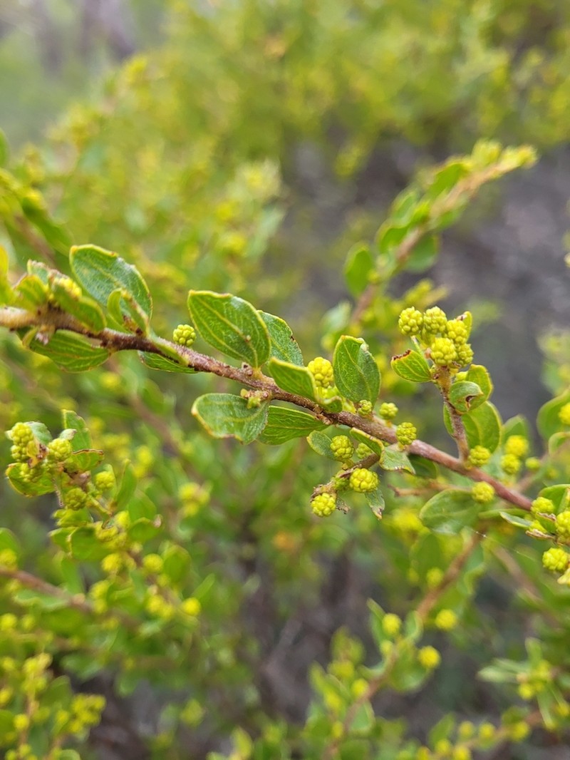 Acacia glandulicarpa photo 7