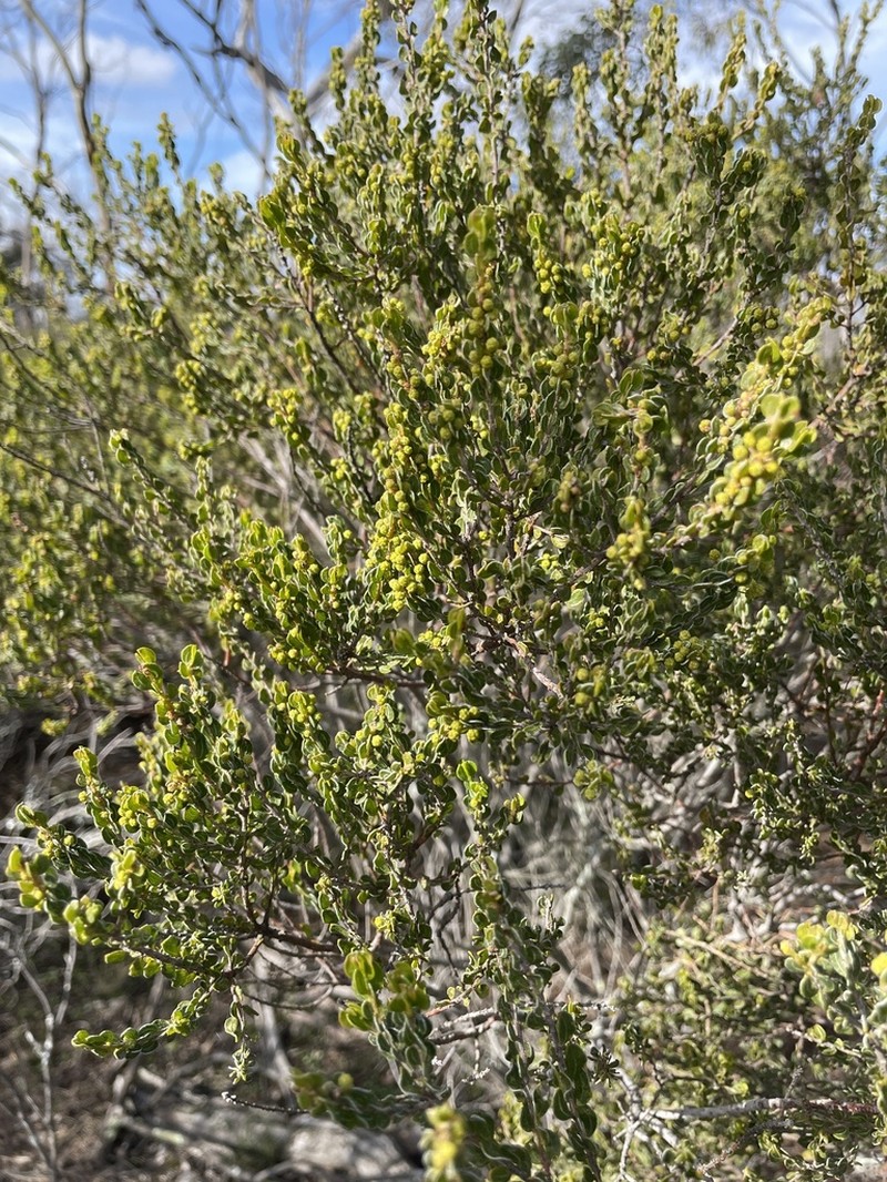 Acacia glandulicarpa photo 8