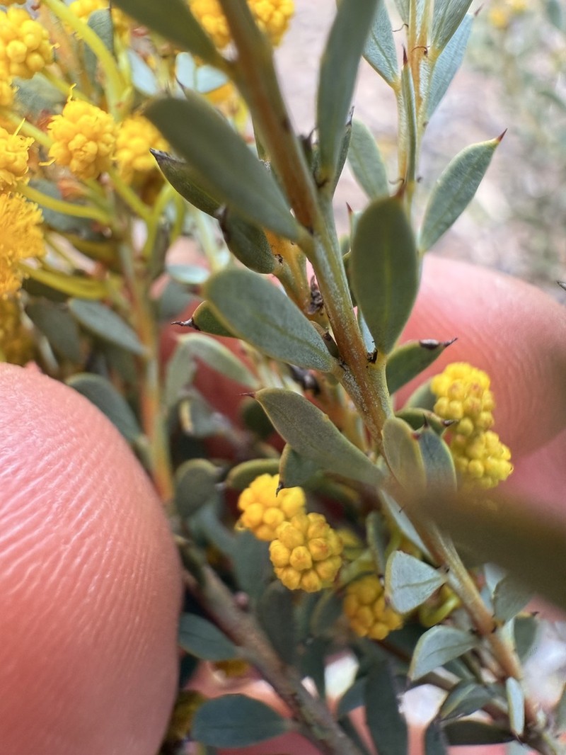 Acacia glaucissima photo 2