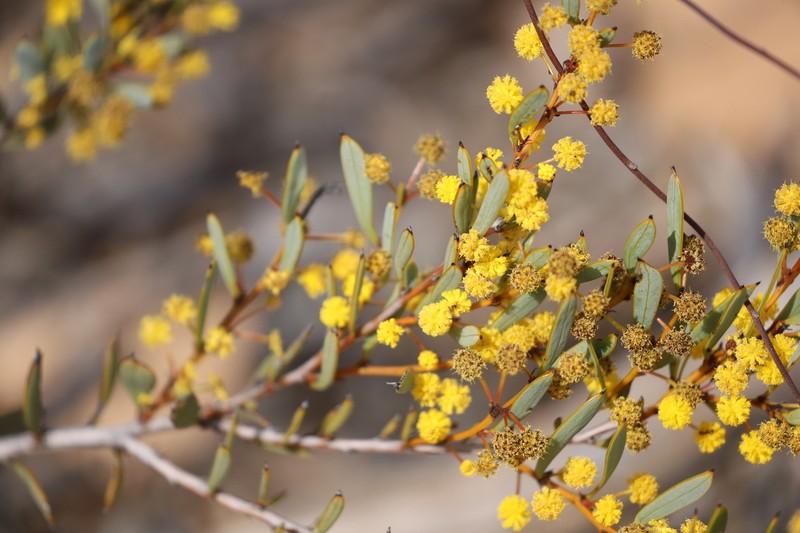 Acacia glaucissima photo 3