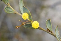 Acacia glaucissima