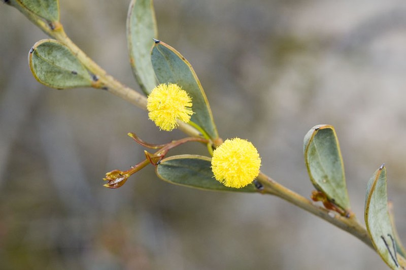 Acacia glaucissima