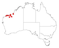 Acacia glaucocaesia