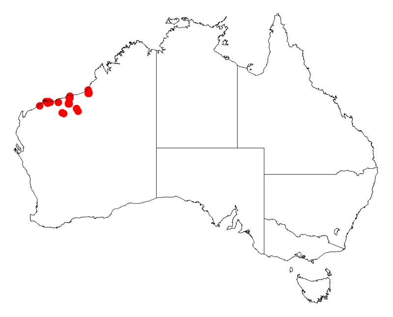 Acacia glaucocaesia