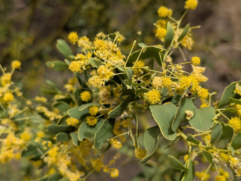 Acacia glaucocaesia photo 2