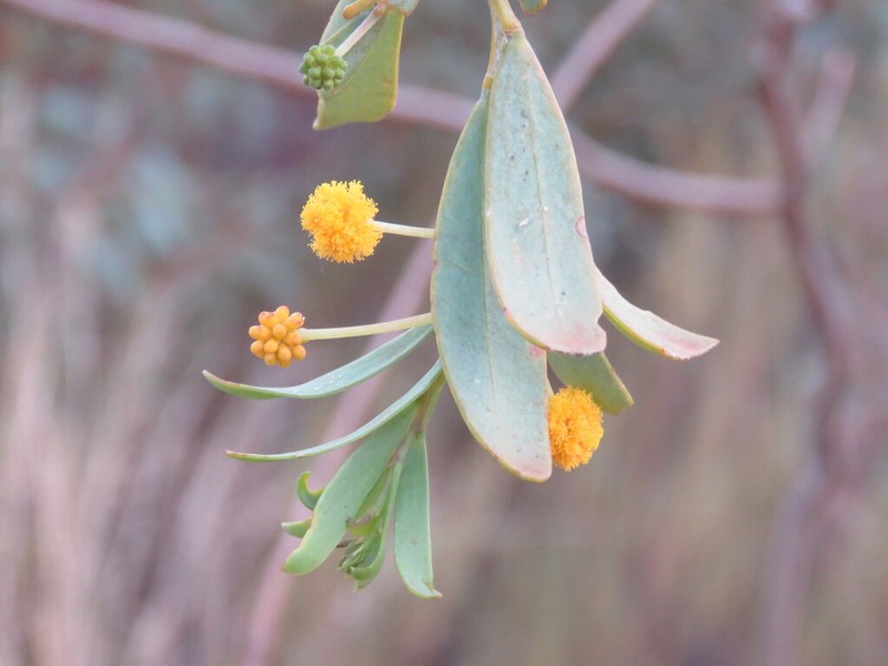 Acacia glaucocaesia photo 3