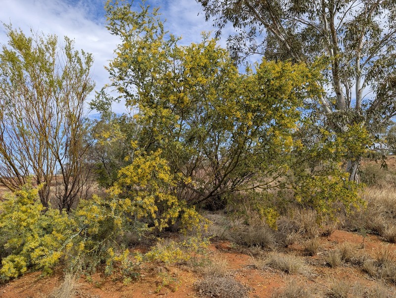 Acacia glaucocaesia photo 4