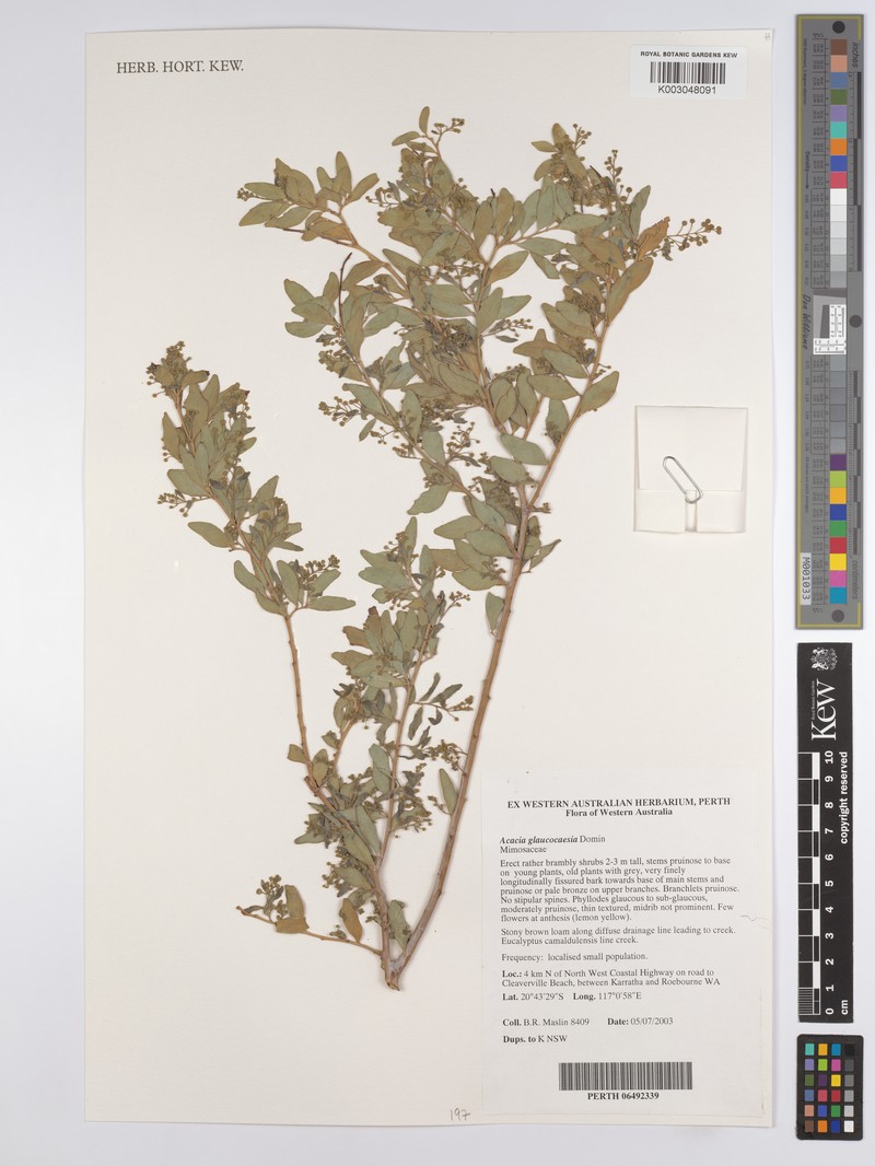 Acacia glaucocaesia photo 5