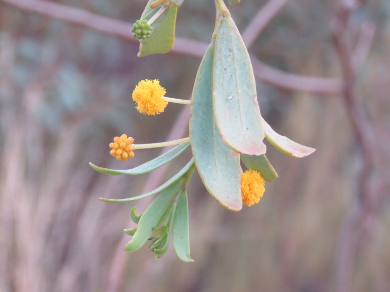 Acacia glaucocaesia photo 6